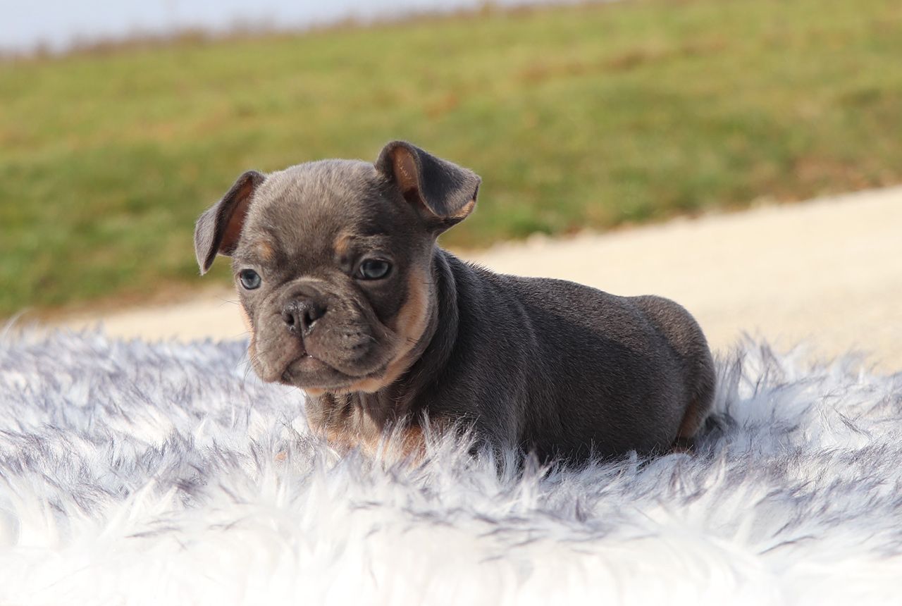 Male Frenchton Pup - Prancer