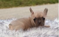 Female Frenchton Pup - Christy
