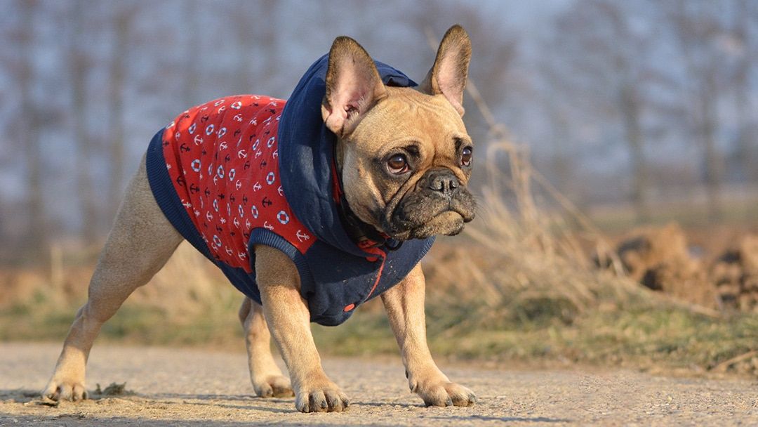Frenchton in cold weather