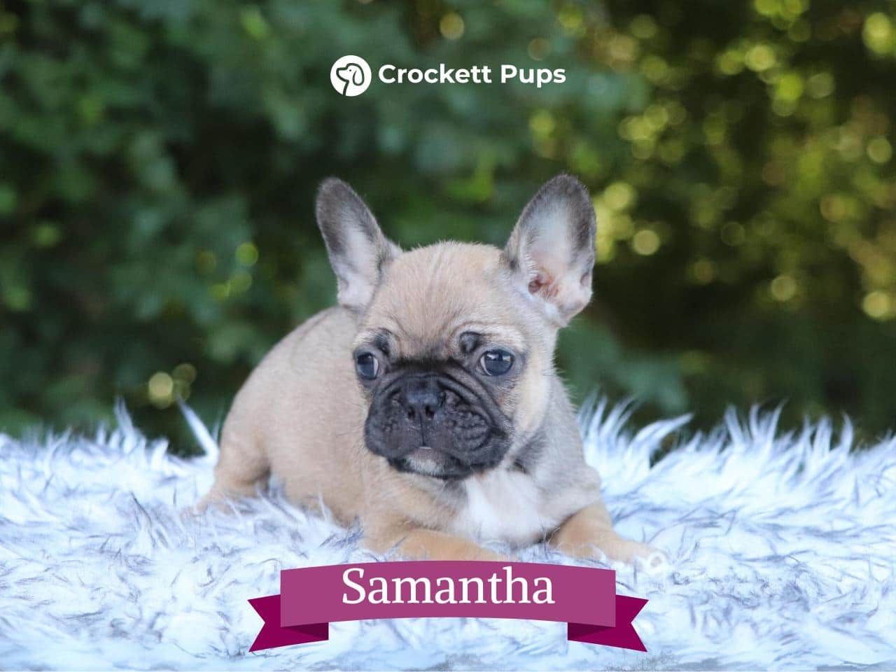 Female Frenchton Pup - Samantha