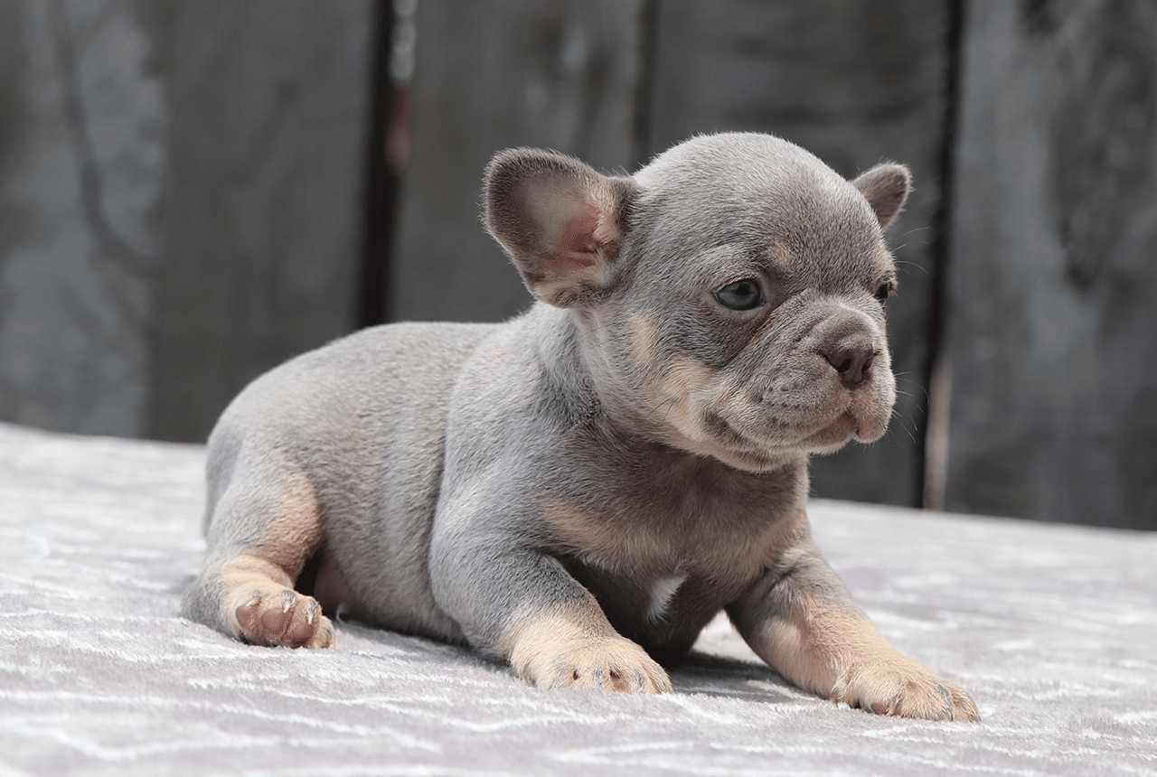 Female Frenchton Pup - Isobel