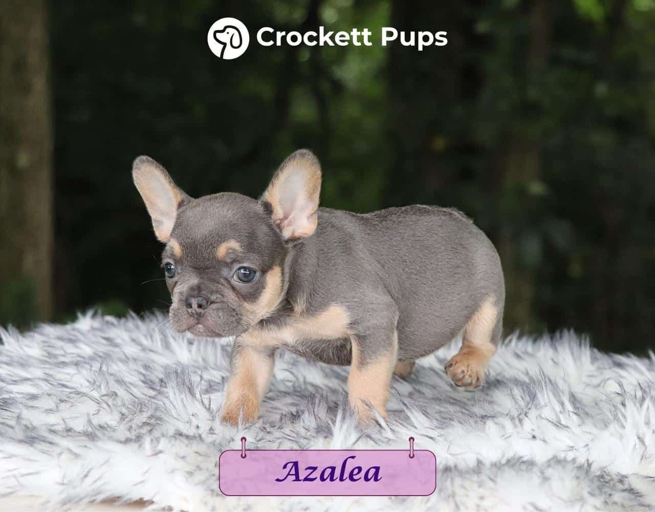 Female Frenchton Pup - Azalea