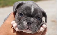 Male Frenchton Pup - Boeing