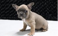 Male Frenchton Pup - Chip