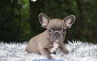 Male Frenchton Pup - Huckleberry