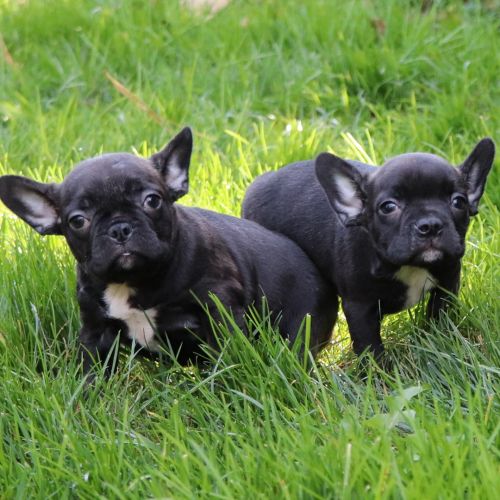 4 Week Old Frenchton Litter
