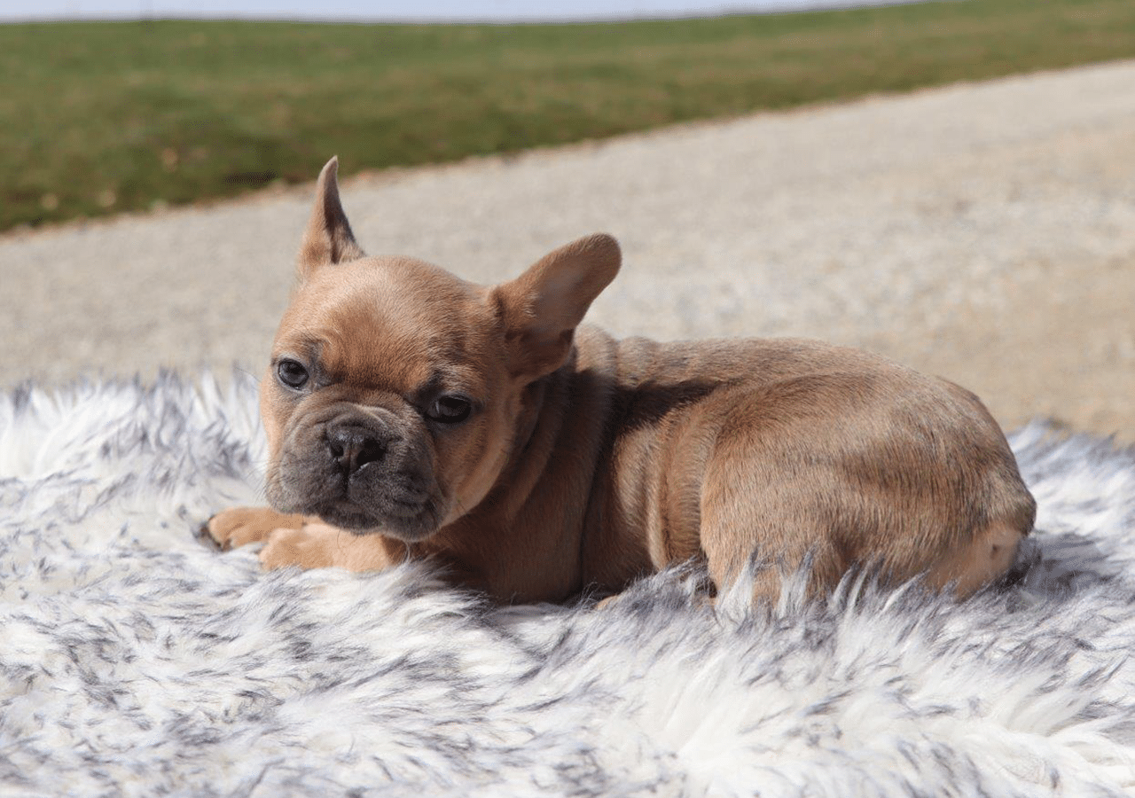 Male Frenchton Pup - Caleb
