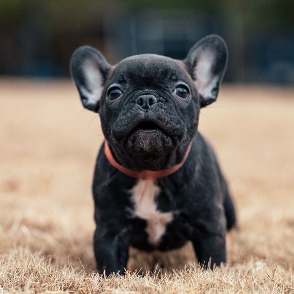 Frenchton Belle at 9 weeks