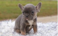 Female Frenchton Pup - Gigi
