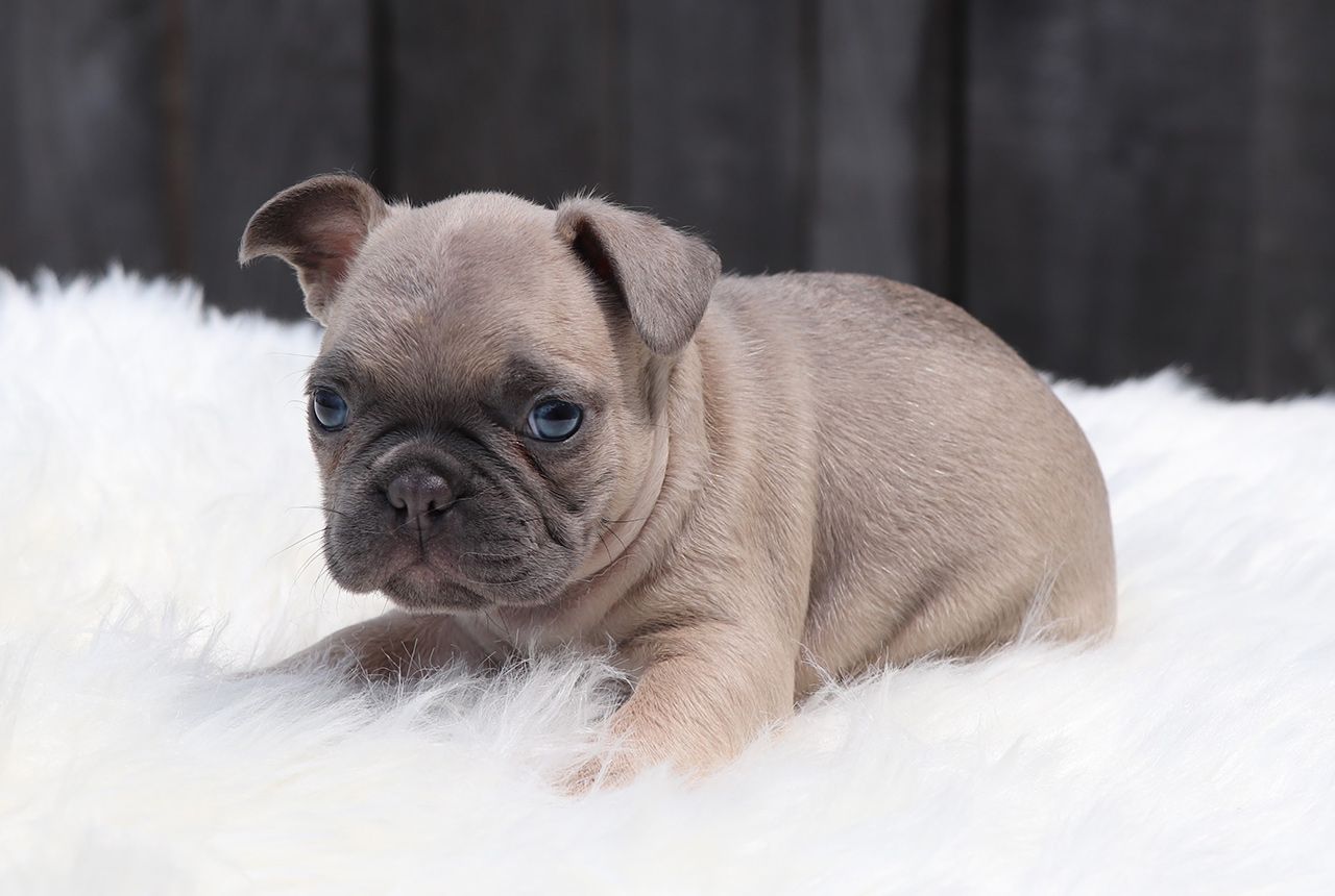 Male Frenchton Pup - Hugh