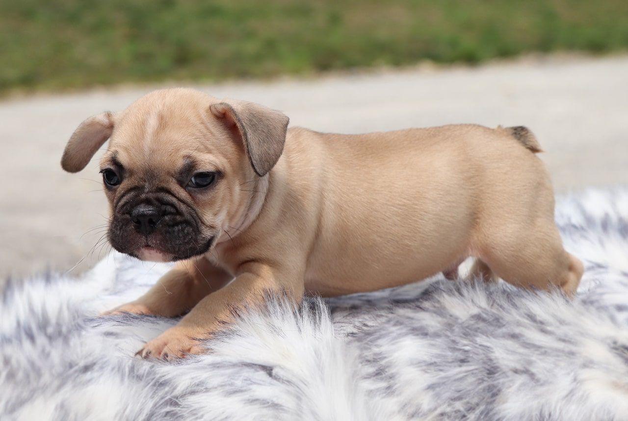 Male Frenchton Pup - Adam