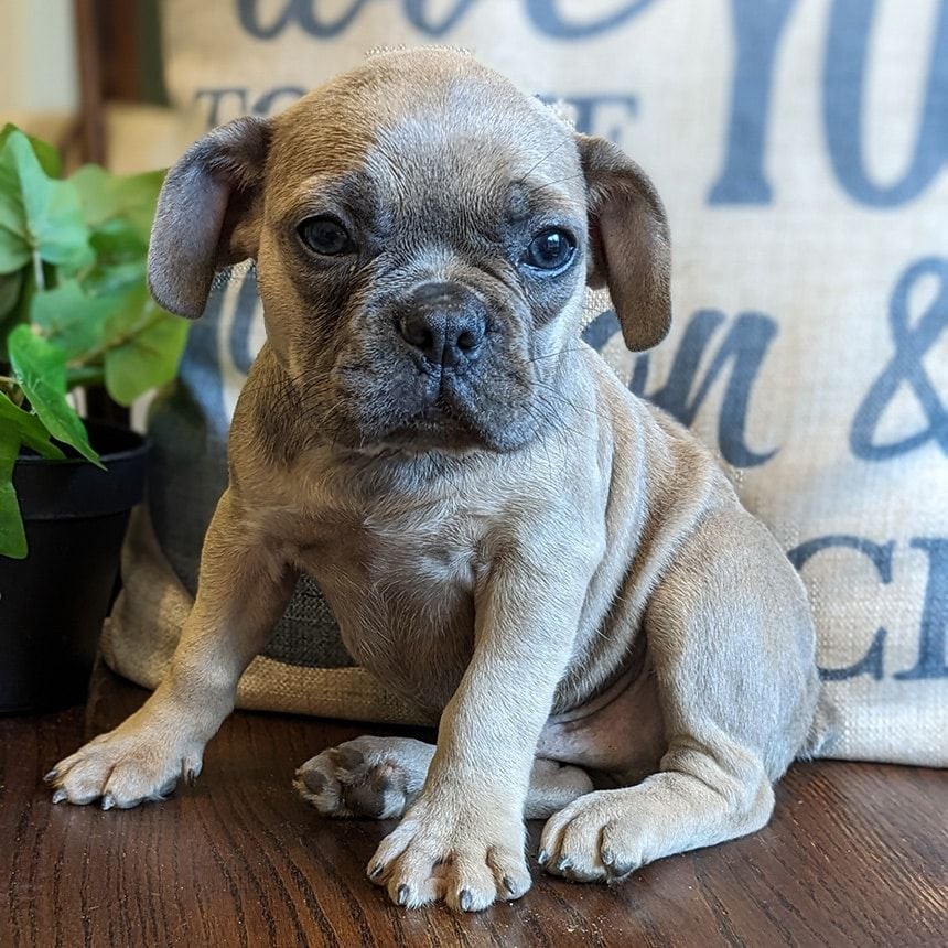 Male Frenchton Pup - Hancock