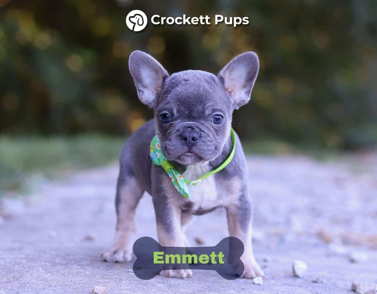 Male Frenchton Pup - Emmett