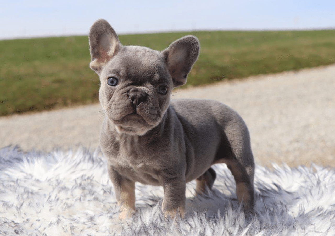 Male Frenchton Pup - Ephraim