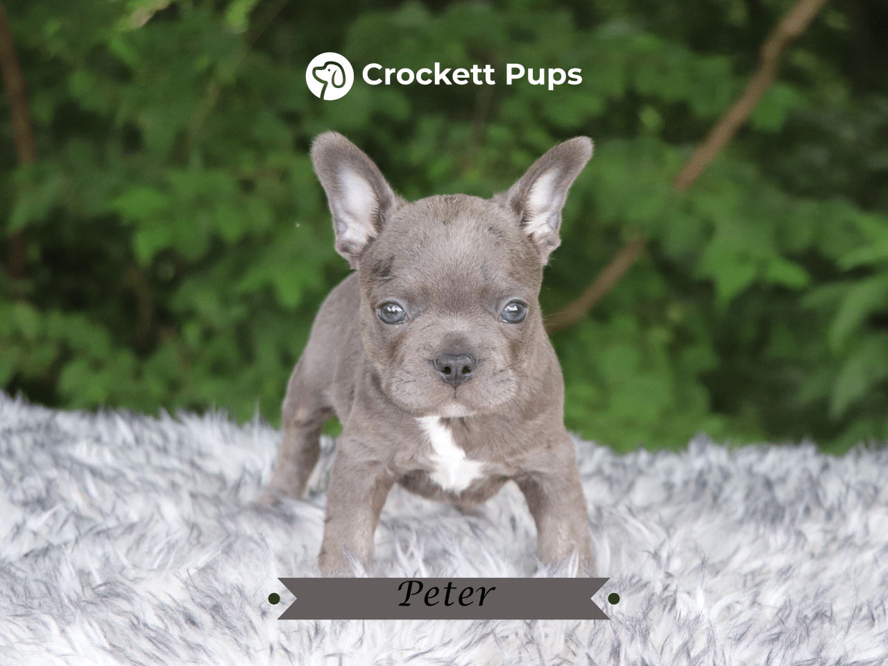 Male Frenchton Pup - Peter