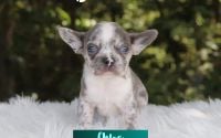 Female Frenchton Pup - Chloe