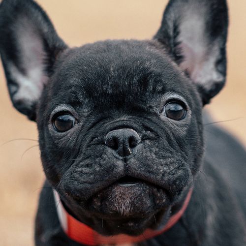 Frenchton Belle at 9 weeks