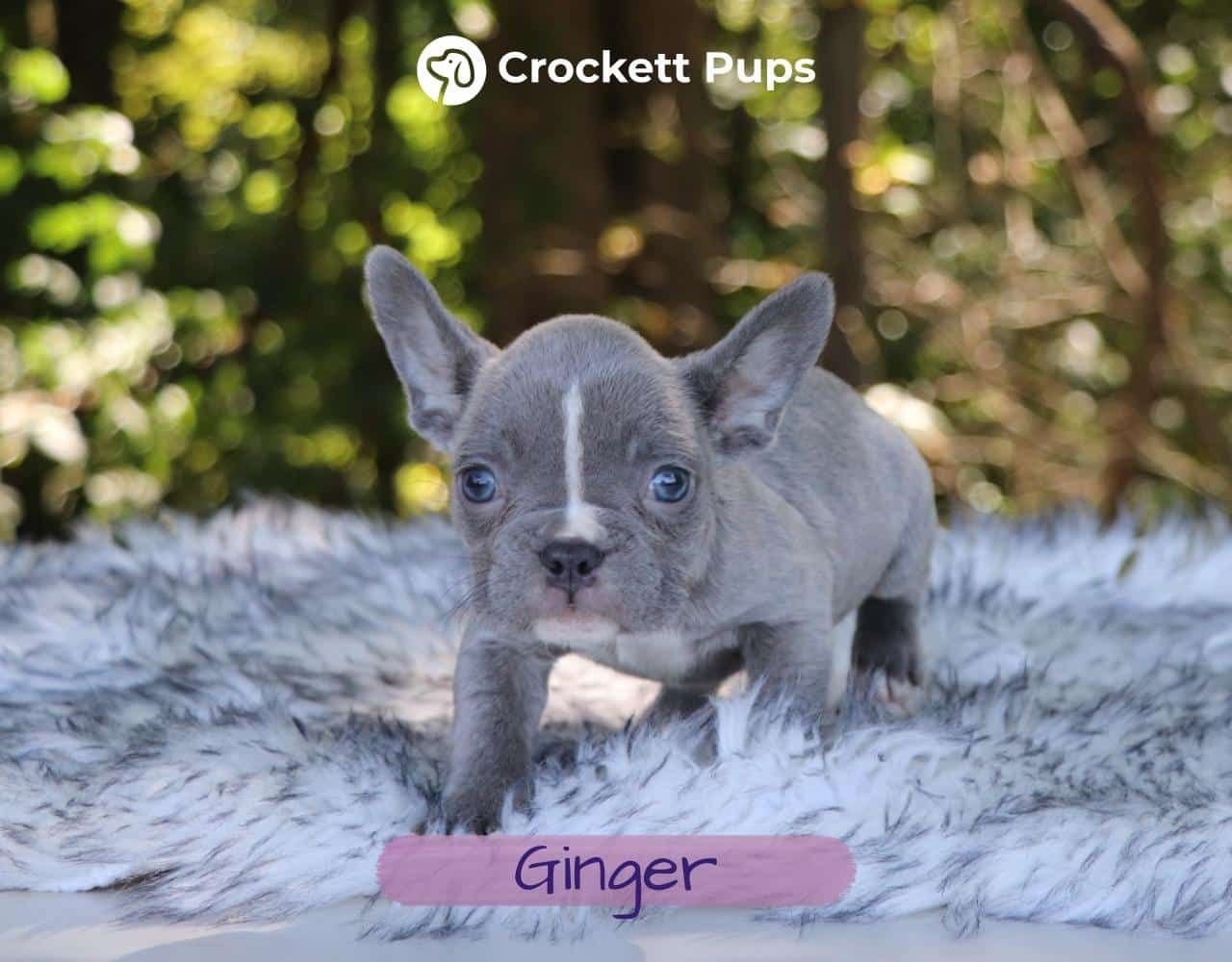 Female Frenchton Pup - Ginger