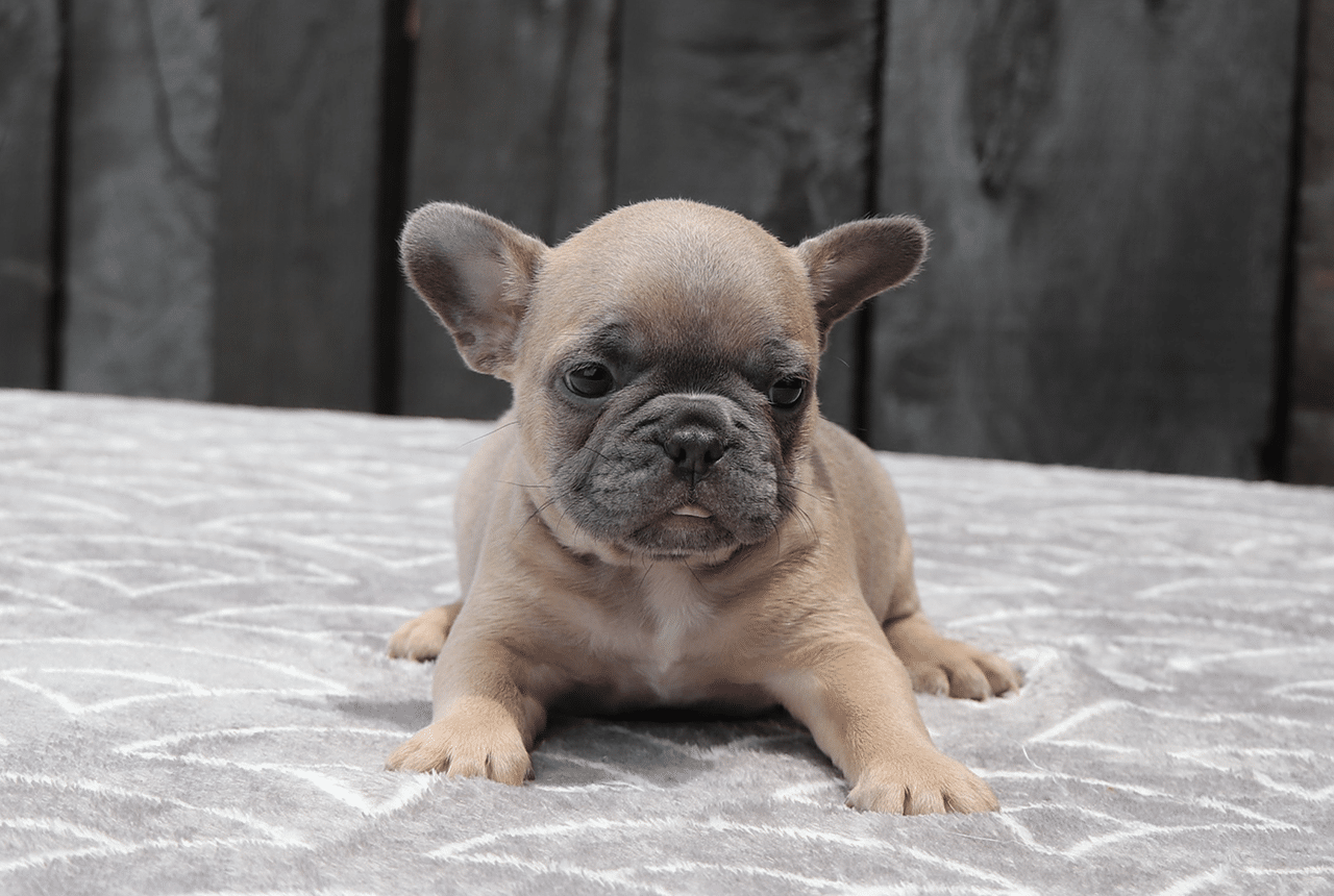 Female Frenchton Pup - Amy