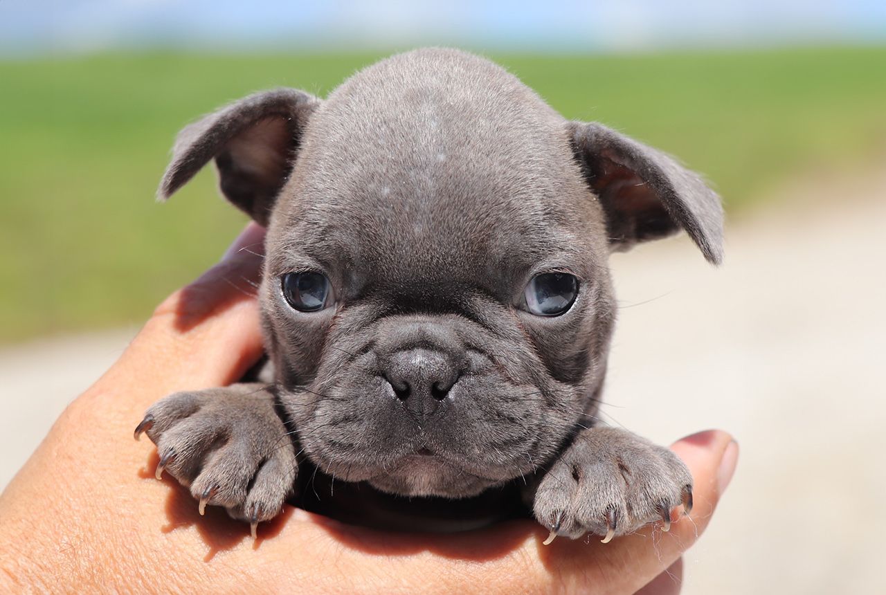 Male Frenchton Pup - Northrop