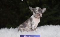 Female Frenchton Pup - Penelope