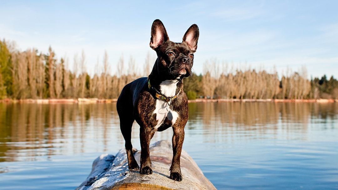 Activities to do with your Frenchton