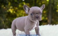 Male Frenchton Pup - Jakey