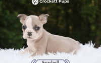 Female Frenchton Pup - Seashell