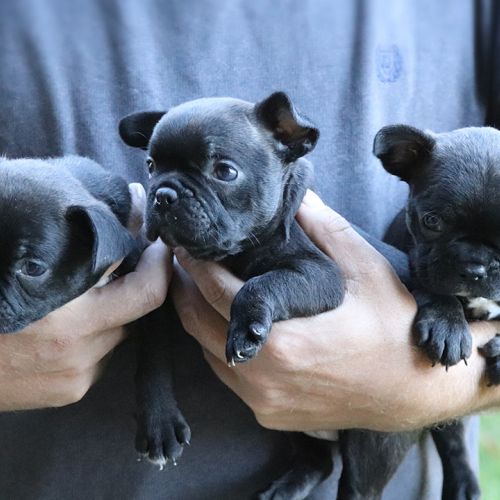 4 Week Old Black Frenchton Puppies