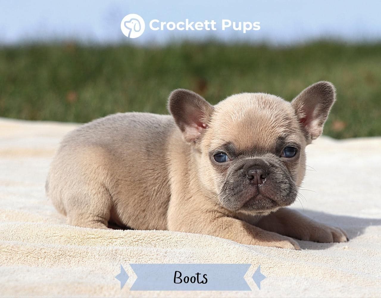 Male Frenchton Pup - Boots
