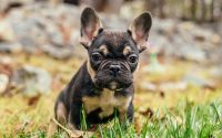 Frenchton Puppy Peppermint sitting