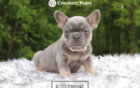 Female Frenchton Pup - Josephine