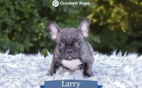 Male Frenchton Pup - Larry