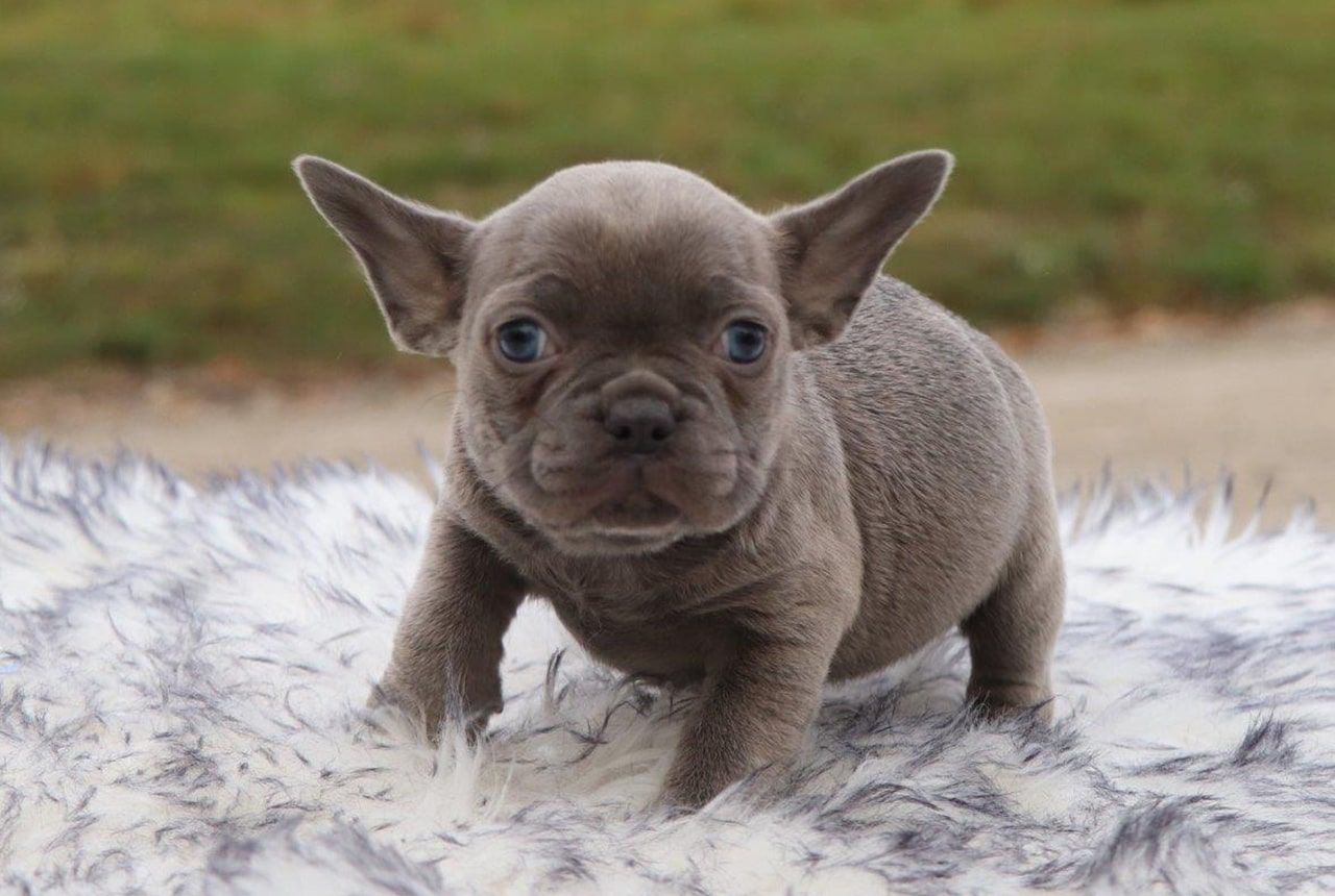 Female Frenchton Pup - Lolli