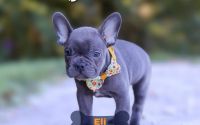 Male Frenchton Pup - Eli