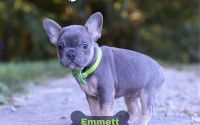 Male Frenchton Pup - Emmett