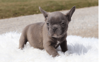 Male Frenchton Pup - Laird