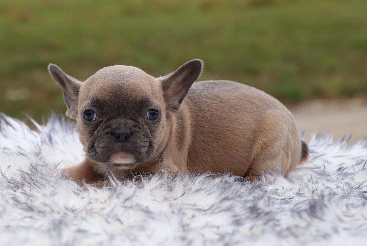 Female Frenchton Pup - Lulu