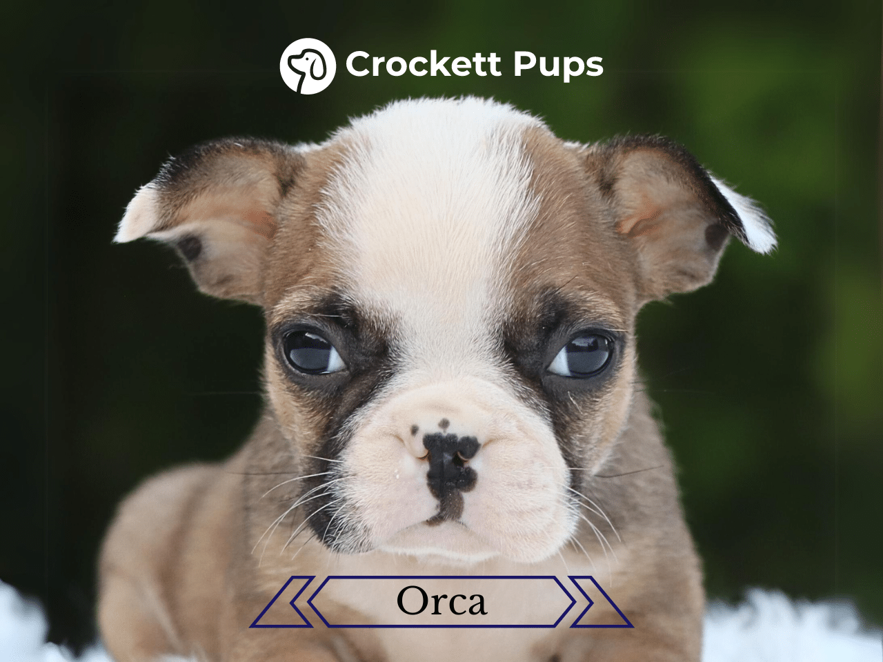 Female Frenchton Pup - Orca