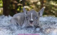 Female Frenchton Pup - Ginger