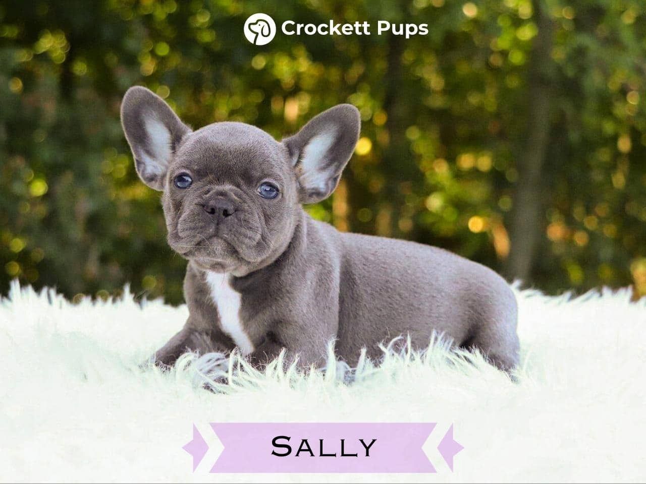 Female Frenchton Pup - Sally