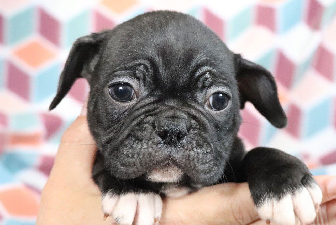 Male Frenchton Pup - Teller