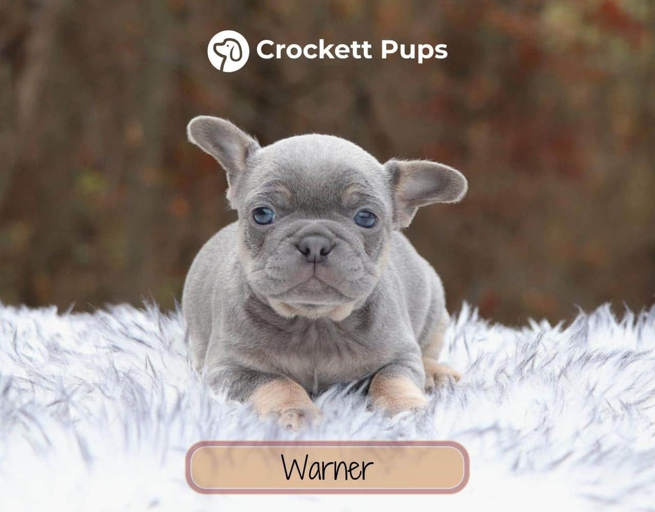 Male Frenchton Pup - Warner