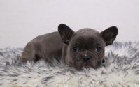 Male Frenchton Pup - Phil