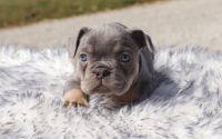 Male Frenchton Pup - Benjamin