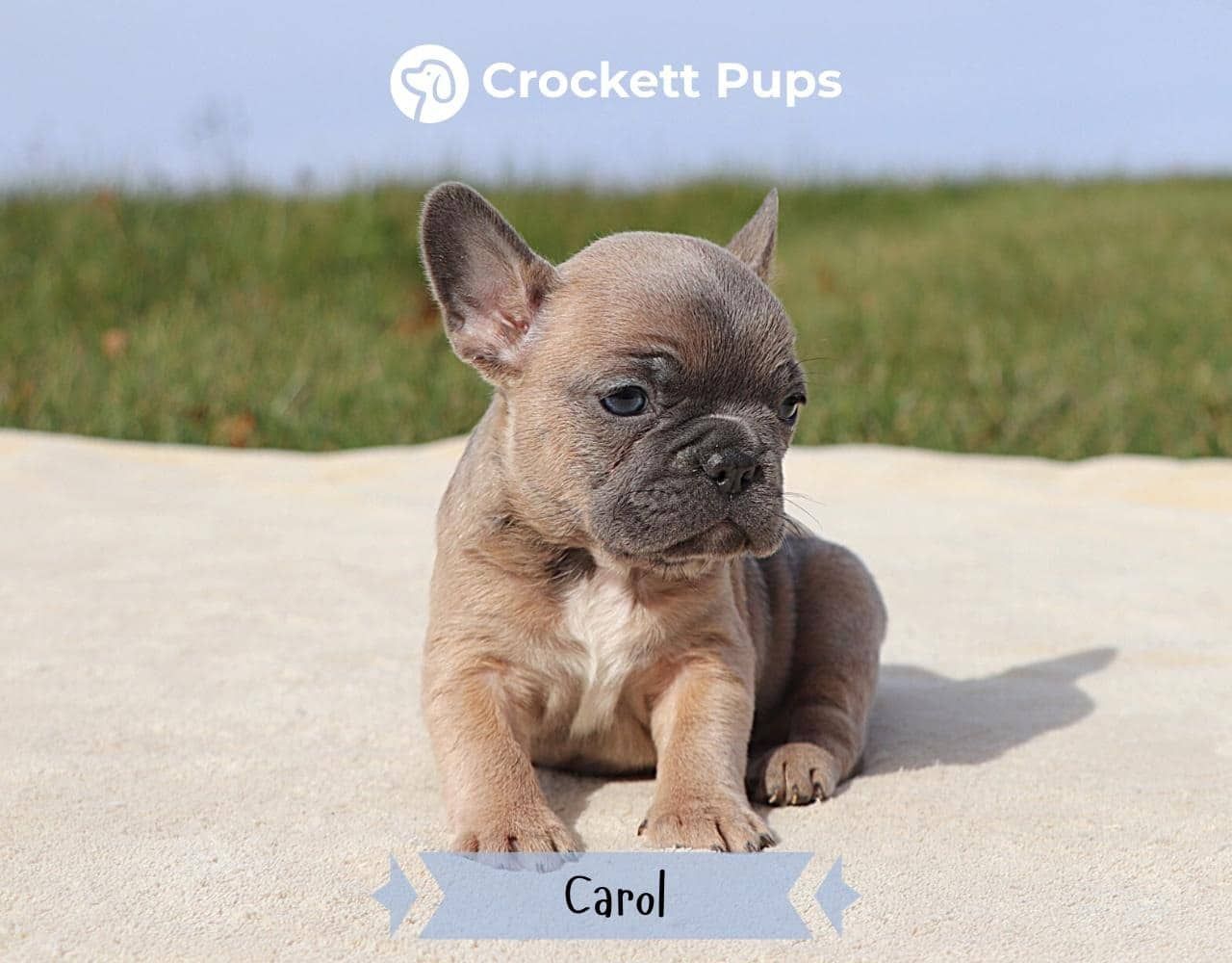 Female Frenchton Pup - Carol