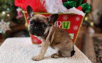 Frenchton Truffle Merry Christmas