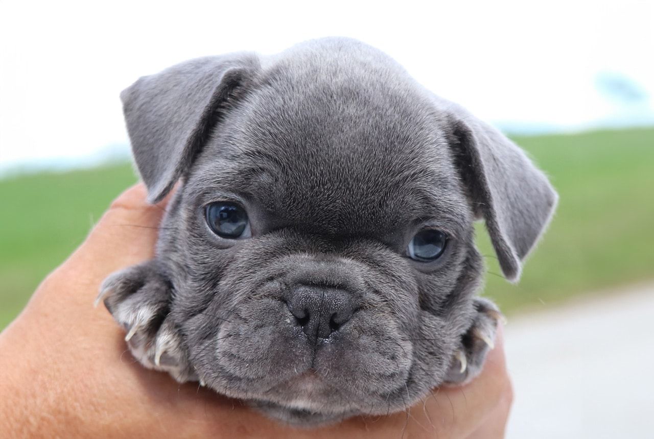 Male Frenchton Pup - Lockheed
