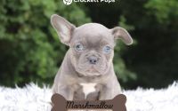 Male Frenchton Pup - Marshmallow
