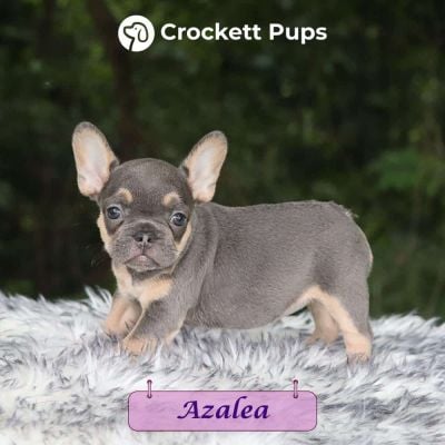 Female Frenchton Pup - Azalea